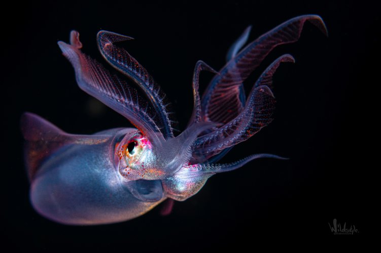 Diamond squid , Anilao - blackwater dive, depth approx 10m