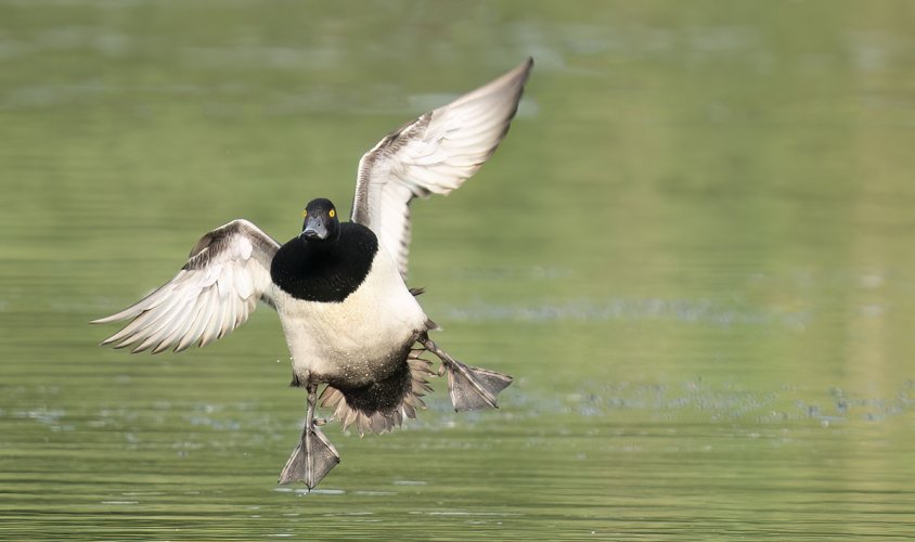 Incoming - Tufted Duck