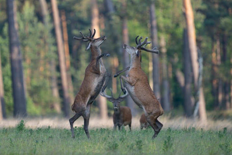 Red deer sparring