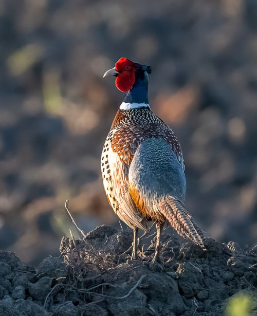 Ring neck Pheasant in early morning light