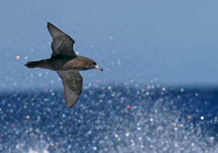 Pelagic birds - post your ocean birds here