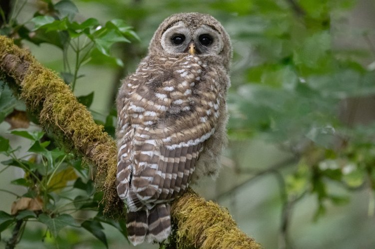 Barred Owlette