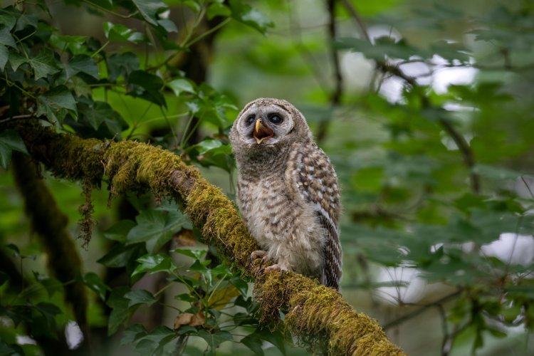 Barred Owlette