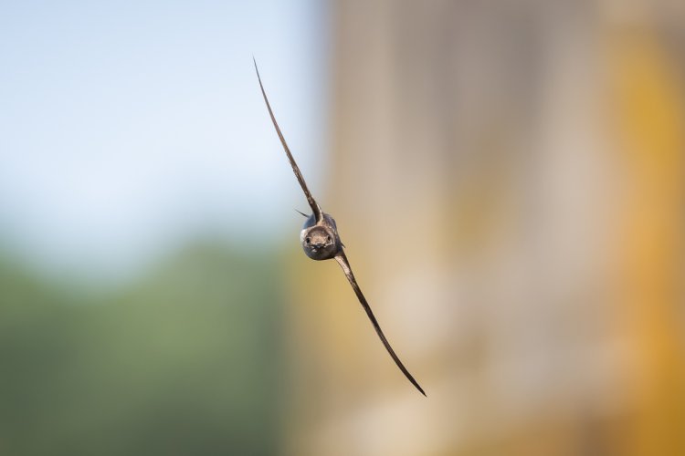 Swallows and Martins