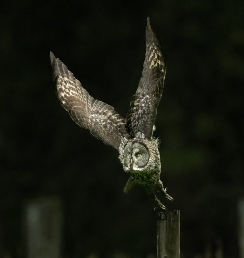 Great Gray Owls posted
