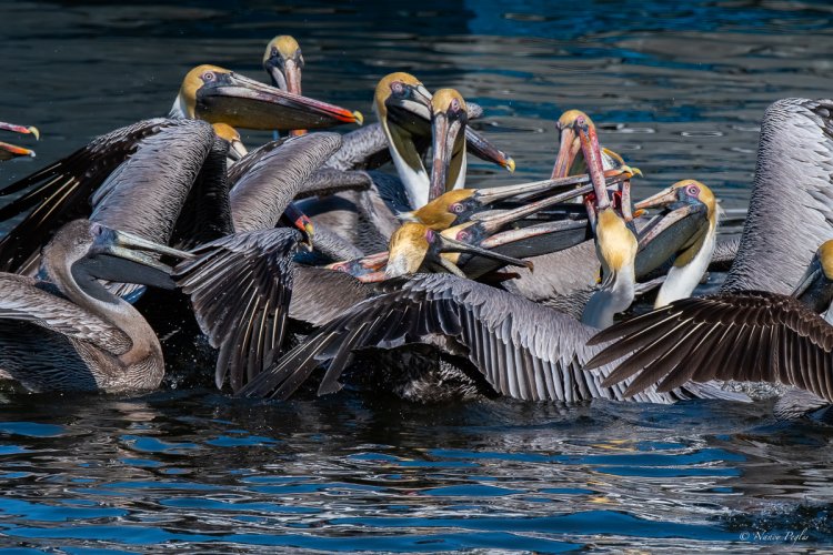 Begging Pelicans