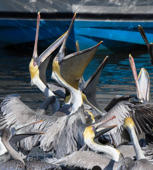 Begging Pelicans