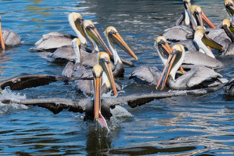 Begging pelican #3, color correction...