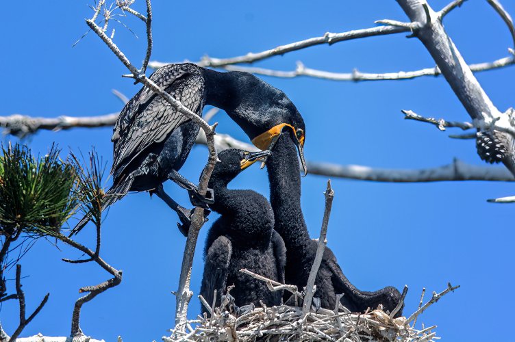 Double crested cormorants