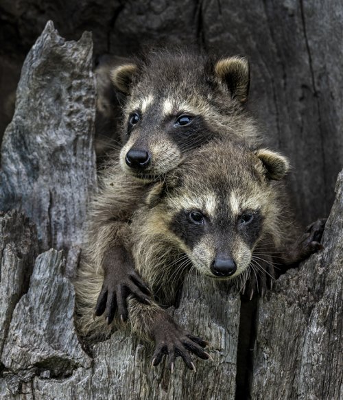 Raccoon Buddies