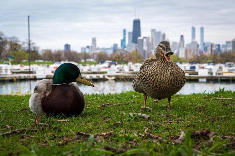 Ducks In The City