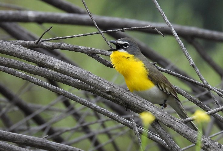 Yellow breasted chat ; Nikon COOLPIX P1000