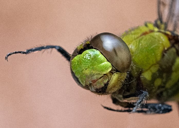 Dragonfly eye-0621-IMG_00001.jpg