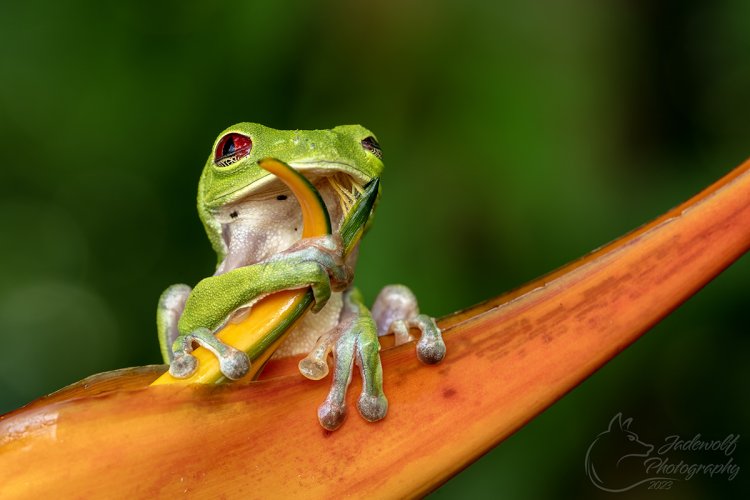 Costa Rican Frogs