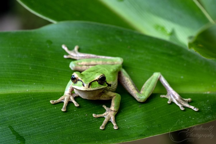 Costa Rican Frogs