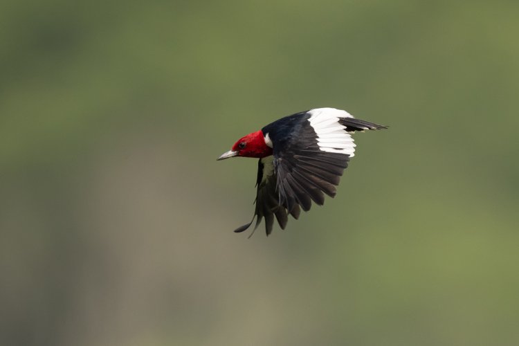 Red Headed Woodpecker in Flight