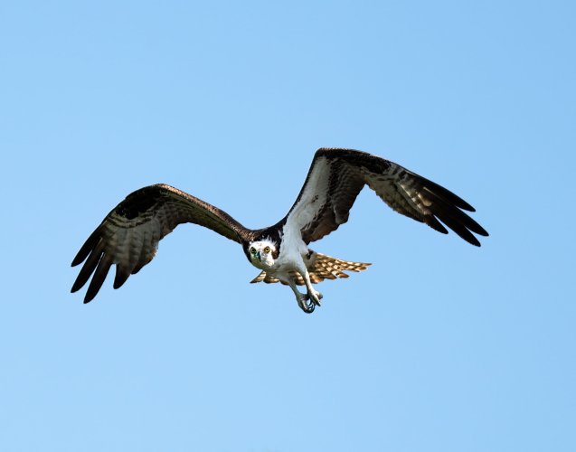 Birds in Flight -- Share your BIF Images