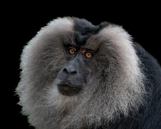 Lion Tailed Macaque- an endangered species endemic to South of India