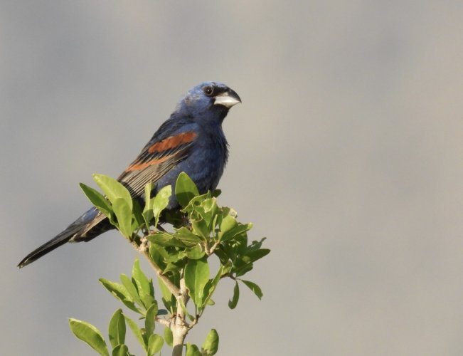 BLUE GROSBEAK