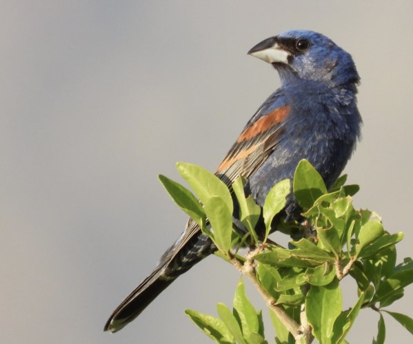 BLUE GROSBEAK