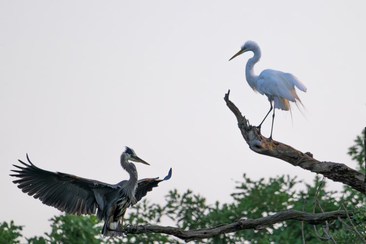 Great Blue Heron versus Great White Egret