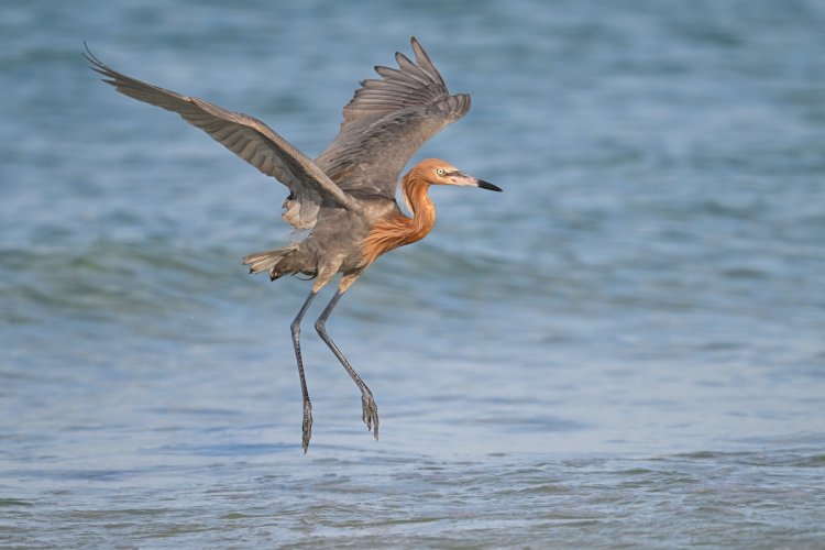Reddish Egret Coming Back Down to the Water