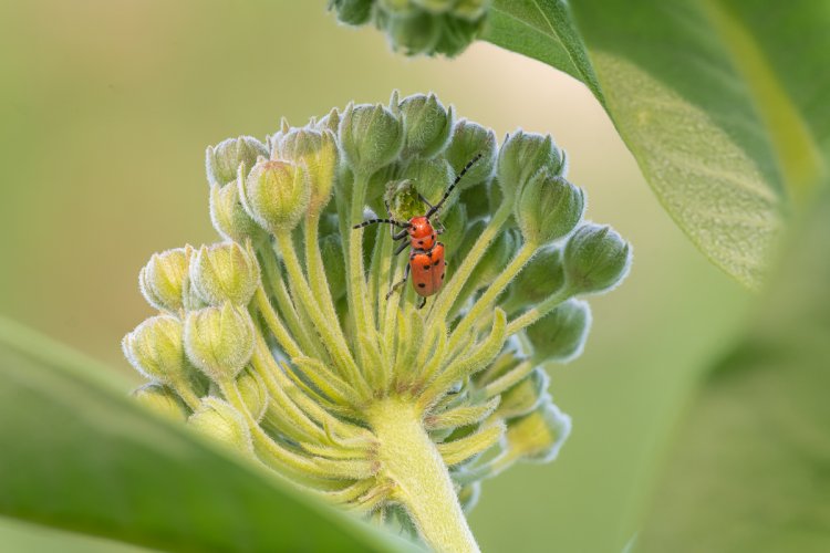 Red milkweed beetle feeding on common milkweed bud