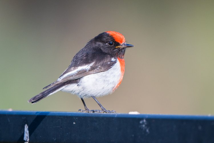 Red-capped Robin @ 1680mm f/11 - 600TC with 2 x external TC plus internal 1.4 - tried it for fun, surprised at the results.