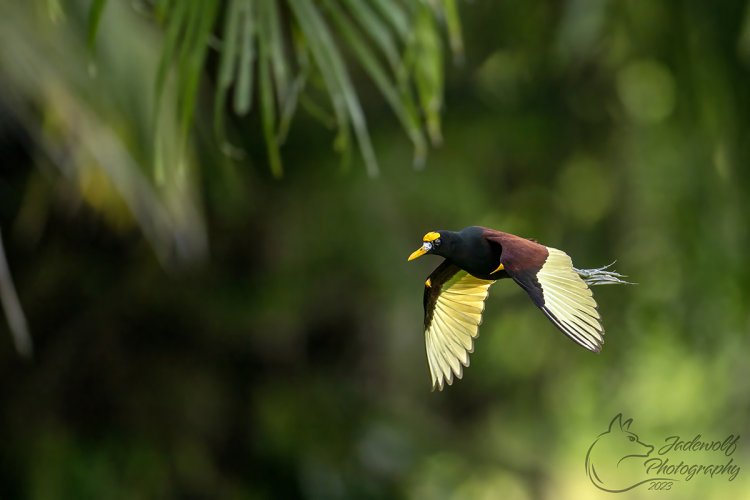 Birds in Costa Rica