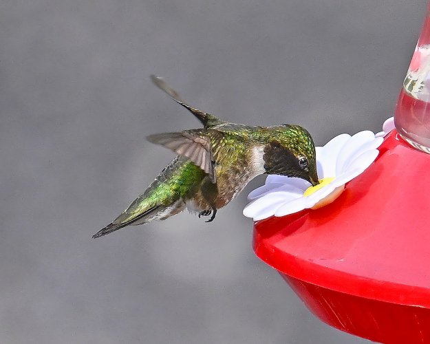 A few hummingbirds from our deck