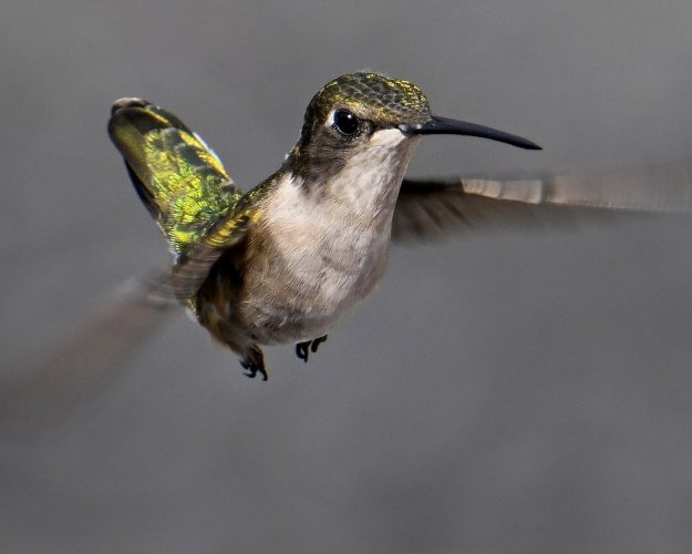 A few hummingbirds from our deck