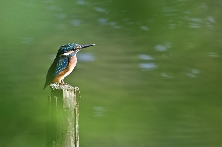 So close to a kingfisher