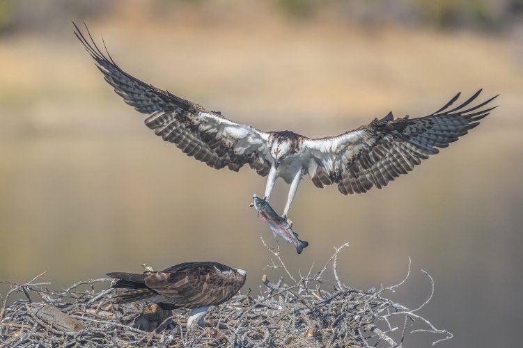 Osprey Landing With Fish