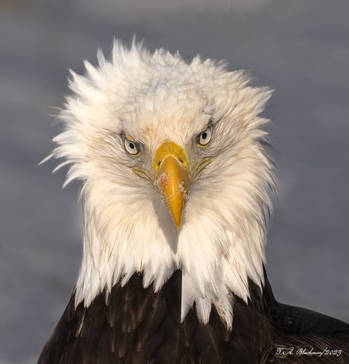 Bald Eagle, Homer Alaska, 02.2023
