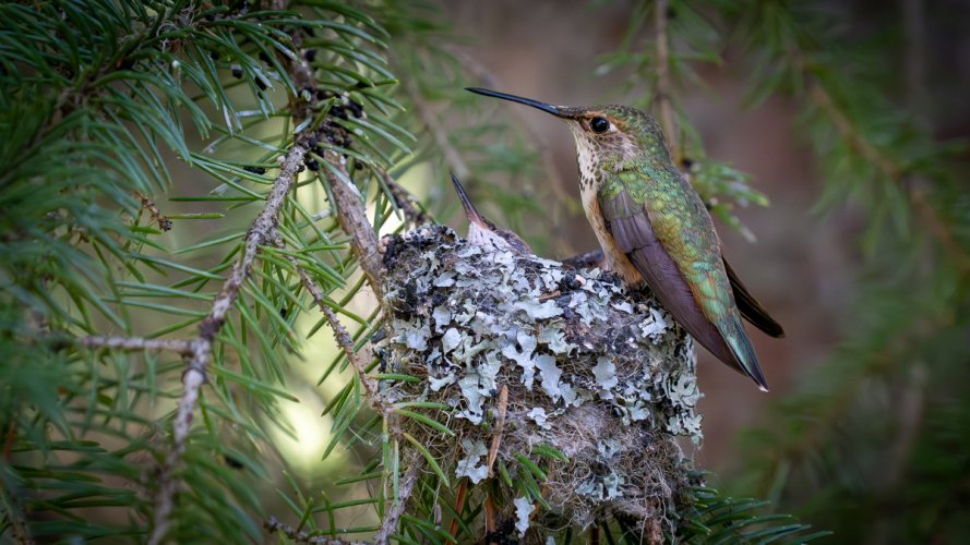 Nature's Jewel Box: The Hidden Elegance of a Hummingbird's Nest