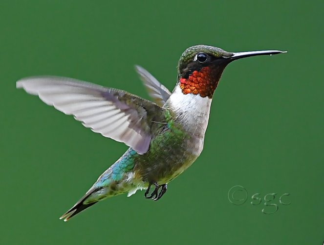 Close encounter with a Ruby-throated Hummer (male)