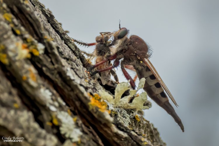 Robber Fly and its prey