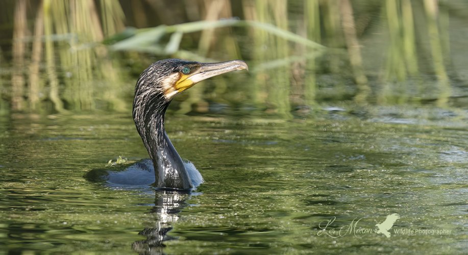 Cormorant on my pond