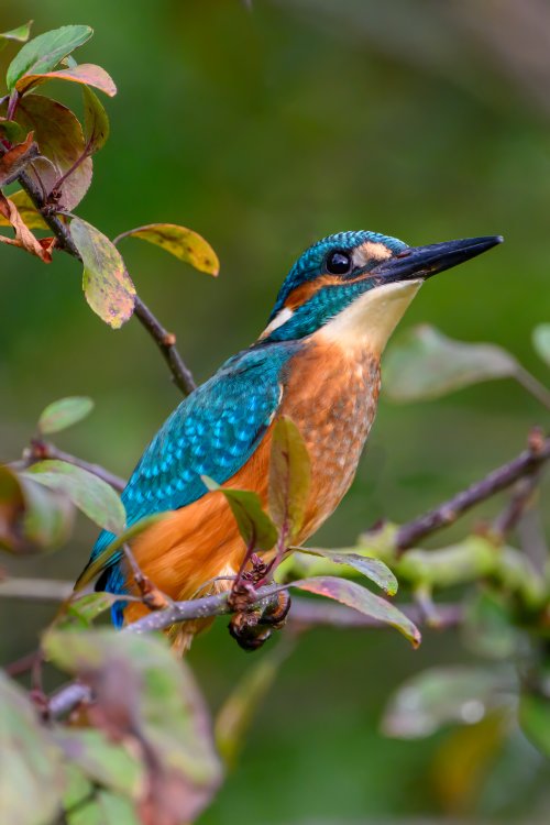 Common kingfisher, UK, July 2023.