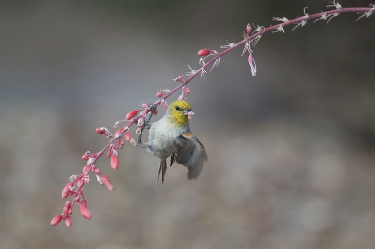Verdin in Red Yucca blossoms