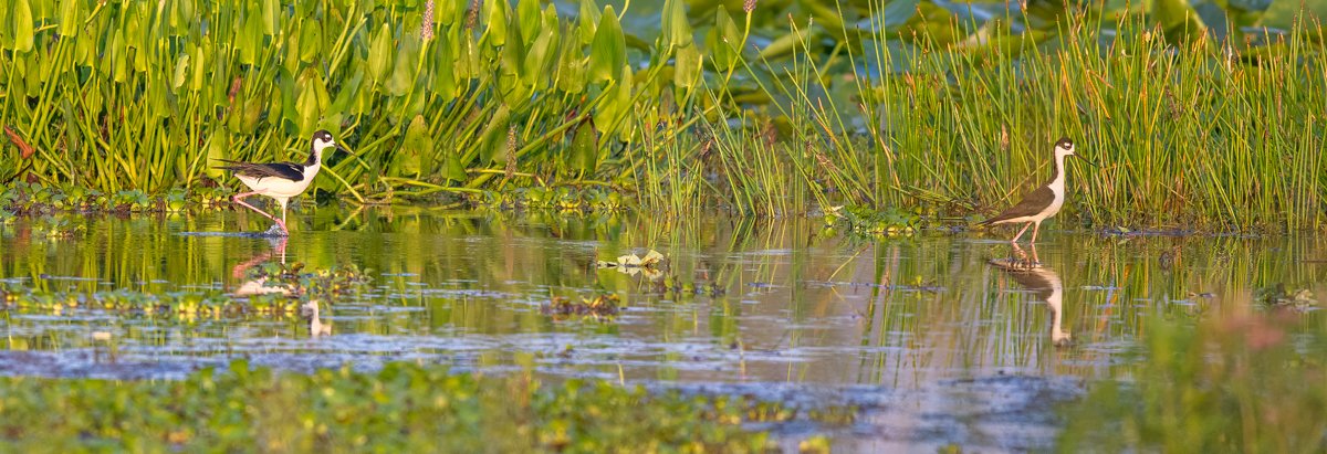 Comin' Right At Ya'!  Photos from my May 2023 Florida Photo Trip