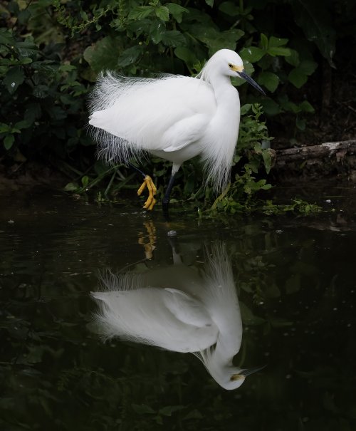 Snowy Egret doing some fishing