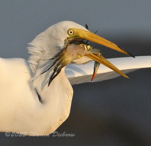 Great Egret with Crab