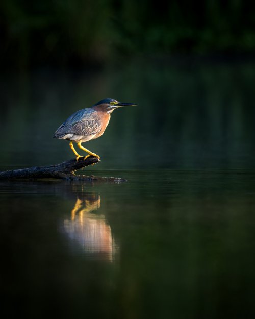 Green Heron Perched in Morning Light