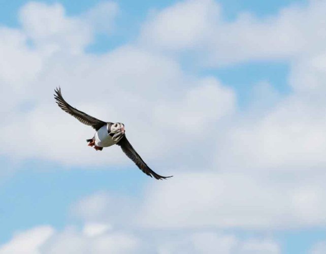 Iceland wildlife