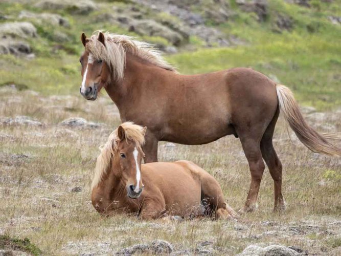 Iceland wildlife