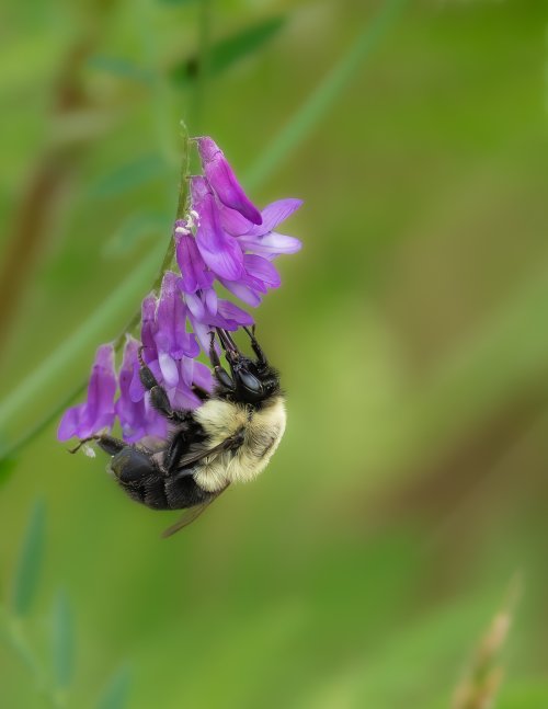 Bumble on vetch