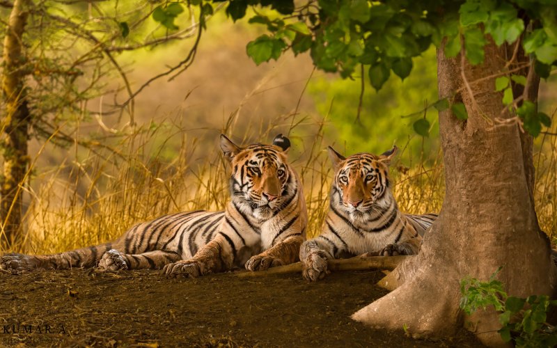 Sub adult tigers - siblings resting…