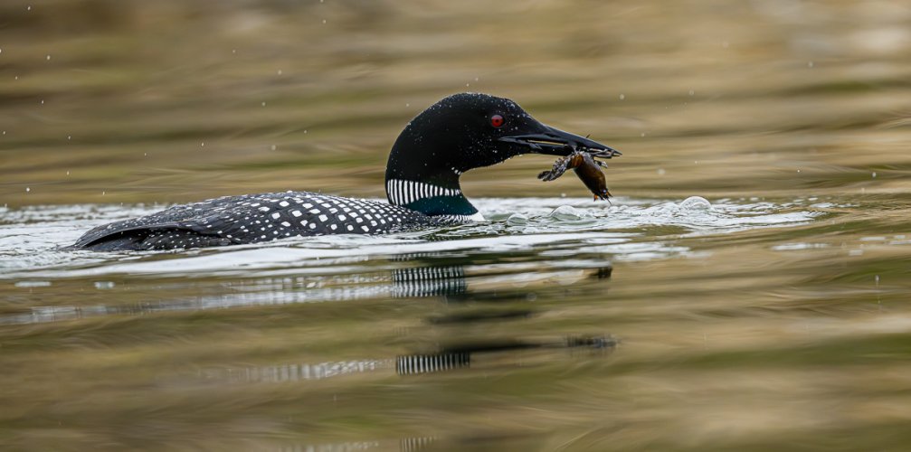 Common Loons In Boise, Idaho a rare event