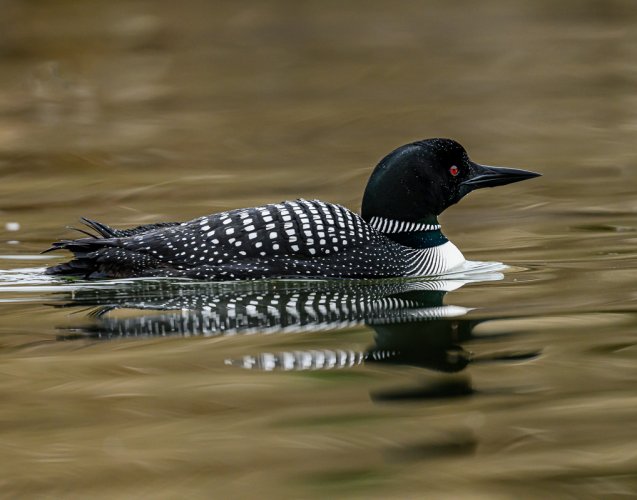 Common Loons In Boise, Idaho a rare event